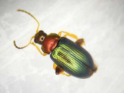Réf. 246 684 : Crepidodera aurata